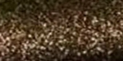 Metallic Swatch 22